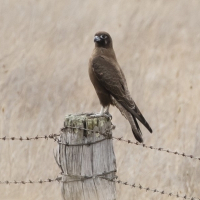 Falco berigora (Brown Falcon) at Michelago, NSW - 26 Jul 2019 by Illilanga