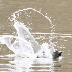 Biziura lobata (Musk Duck) at Michelago, NSW - 26 Jul 2019 by Illilanga