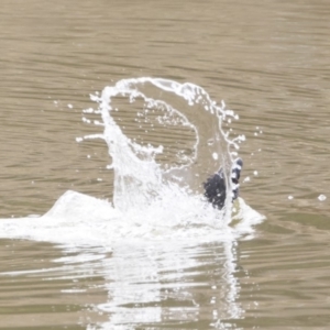 Biziura lobata at Michelago, NSW - 26 Jul 2019