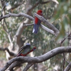 Platycercus elegans (Crimson Rosella) at Deakin, ACT - 27 Jul 2019 by LisaH