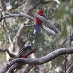 Platycercus elegans at Deakin, ACT - 27 Jul 2019