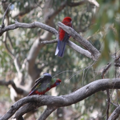 Platycercus elegans (Crimson Rosella) at Deakin, ACT - 27 Jul 2019 by LisaH