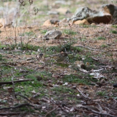 Pyrrholaemus sagittatus (Speckled Warbler) at Deakin, ACT - 27 Jul 2019 by LisaH