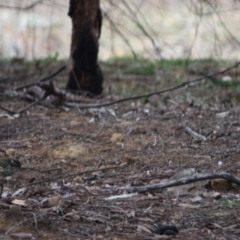 Pyrrholaemus sagittatus at Deakin, ACT - 27 Jul 2019