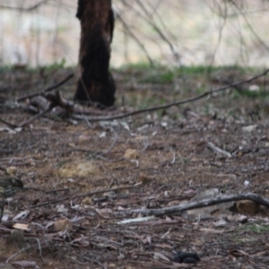 Pyrrholaemus sagittatus at Deakin, ACT - 27 Jul 2019