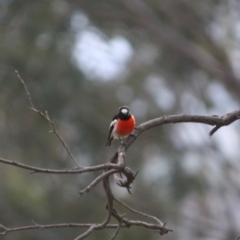 Petroica boodang (Scarlet Robin) at Deakin, ACT - 27 Jul 2019 by LisaH