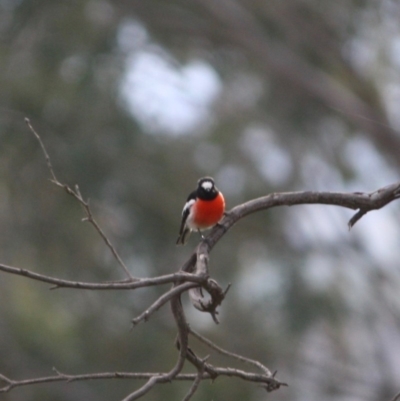 Petroica boodang (Scarlet Robin) at Deakin, ACT - 27 Jul 2019 by LisaH