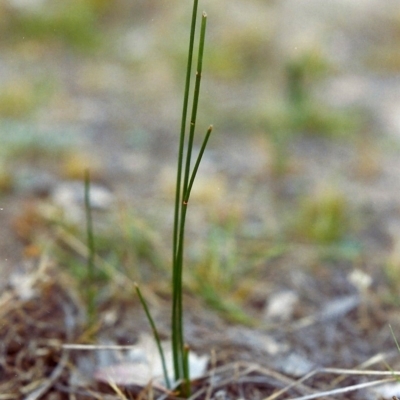 Eleocharis acuta (Common Spike-rush) at Tuggeranong Hill - 6 Dec 1999 by michaelb