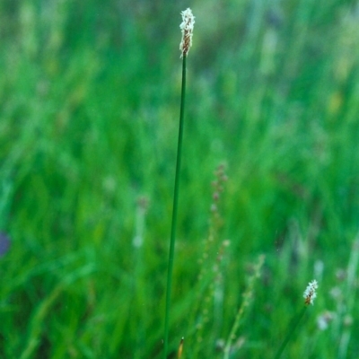 Eleocharis acuta (Common Spike-rush) at Tuggeranong Hill - 10 Dec 2000 by michaelb