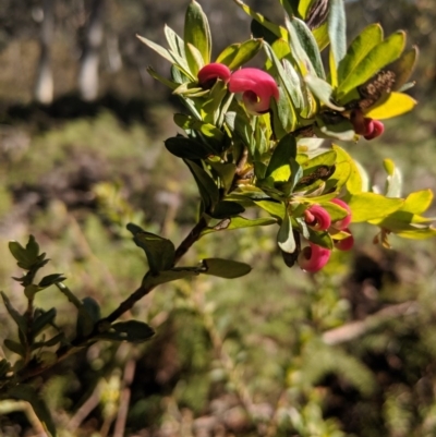 Grevillea baueri (Bauer’s Grevillea) at Penrose State Forest - 28 Jul 2019 by Margot