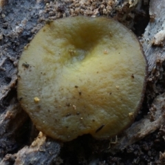 zz – ascomycetes - apothecial (Cup fungus) at Box Cutting Rainforest Walk - 26 Jul 2019 by Teresa