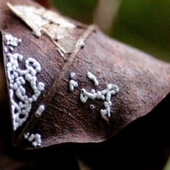 Diderma spumarioides at Box Cutting Rainforest Walk - 13 Apr 2011 by Teresa