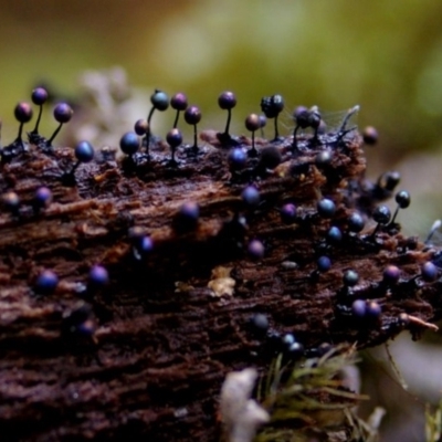 Lamproderma arcyrionema at Box Cutting Rainforest Walk - 28 Jun 2008 by Teresa