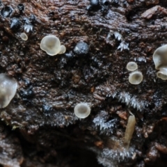 Mollisia sp. at Kianga, NSW - 20 Jan 2019 by Teresa