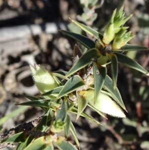 Melichrus urceolatus at Oallen, NSW - 12 Jun 2019 11:27 AM