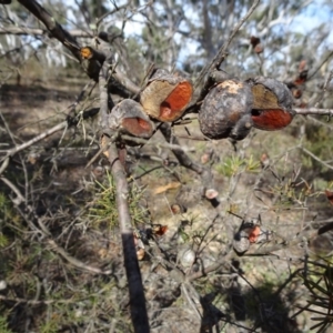 Hakea sericea at Oallen, NSW - 12 Jun 2019 11:46 AM