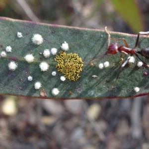 Iridomyrmex purpureus at Oallen, NSW - 12 Jun 2019