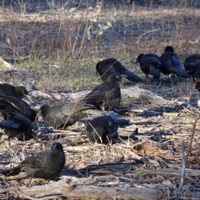 Corcorax melanorhamphos (White-winged Chough) at Symonston, ACT - 28 Jul 2019 by Mike