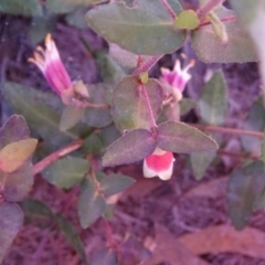 Correa sp. at Isaacs Ridge - 28 Jul 2019 by Mike