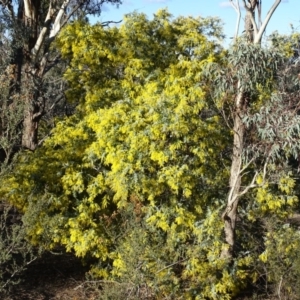 Acacia baileyana at Jerrabomberra, ACT - 28 Jul 2019