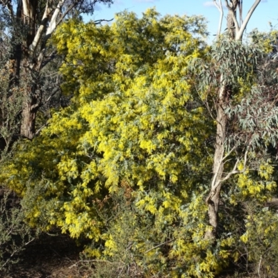 Acacia baileyana (Cootamundra Wattle, Golden Mimosa) at Isaacs Ridge - 28 Jul 2019 by Mike