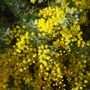 Acacia baileyana at Jerrabomberra, ACT - 28 Jul 2019