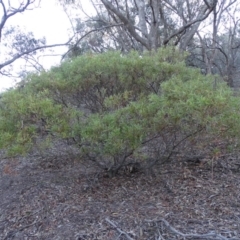 Acacia longifolia subsp. longifolia (Sydney Golden Wattle) at Jerrabomberra, ACT - 28 Jul 2019 by Mike