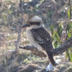 Dacelo novaeguineae (Laughing Kookaburra) at Isaacs Ridge - 28 Jul 2019 by Mike