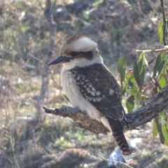 Dacelo novaeguineae (Laughing Kookaburra) at Jerrabomberra, ACT - 28 Jul 2019 by Mike