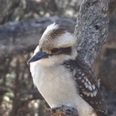 Dacelo novaeguineae at Isaacs Ridge - 28 Jul 2019