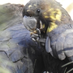 Calyptorhynchus lathami (Glossy Black-Cockatoo) at Mogo, NSW - 27 Jul 2019 by HelenCross