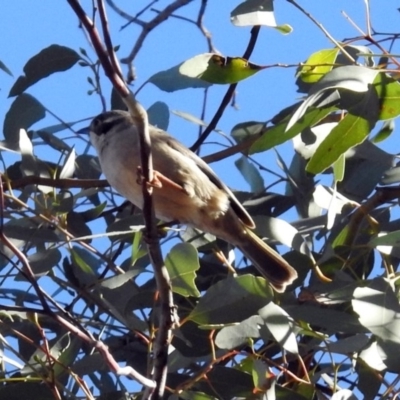 Melithreptus brevirostris (Brown-headed Honeyeater) at Majura, ACT - 28 Jul 2019 by RodDeb