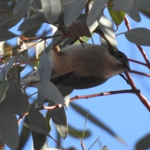 Melithreptus brevirostris at Majura, ACT - 28 Jul 2019