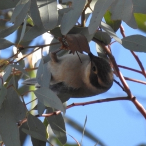 Melithreptus brevirostris at Majura, ACT - 28 Jul 2019