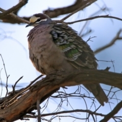 Phaps chalcoptera at Majura, ACT - 28 Jul 2019