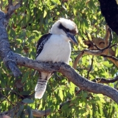 Dacelo novaeguineae at Pialligo, ACT - 28 Jul 2019 01:53 PM