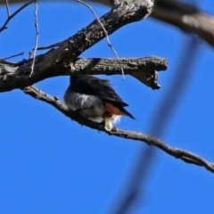 Dicaeum hirundinaceum at Majura, ACT - 28 Jul 2019