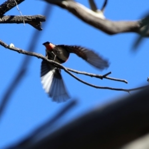 Dicaeum hirundinaceum at Majura, ACT - 28 Jul 2019 12:45 PM