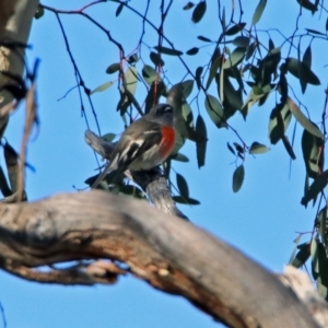 Petroica boodang at Majura, ACT - 28 Jul 2019