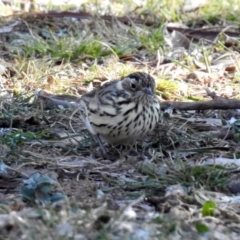 Pyrrholaemus sagittatus (Speckled Warbler) at Majura, ACT - 28 Jul 2019 by RodDeb