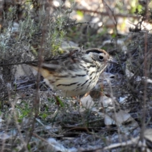 Pyrrholaemus sagittatus at Majura, ACT - 28 Jul 2019 02:05 PM