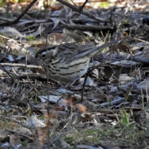 Pyrrholaemus sagittatus at Majura, ACT - 28 Jul 2019 02:05 PM