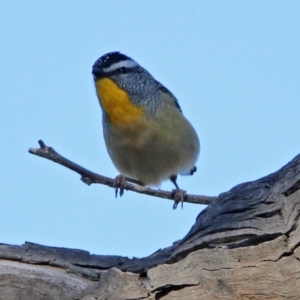 Pardalotus punctatus at Majura, ACT - 28 Jul 2019 02:34 PM