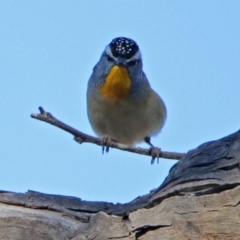 Pardalotus punctatus at Majura, ACT - 28 Jul 2019 02:34 PM