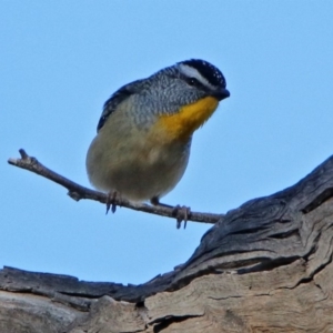 Pardalotus punctatus at Majura, ACT - 28 Jul 2019 02:34 PM