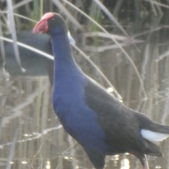 Porphyrio melanotus (Australasian Swamphen) at Franklin, ACT - 27 Jul 2019 by GeoffRobertson