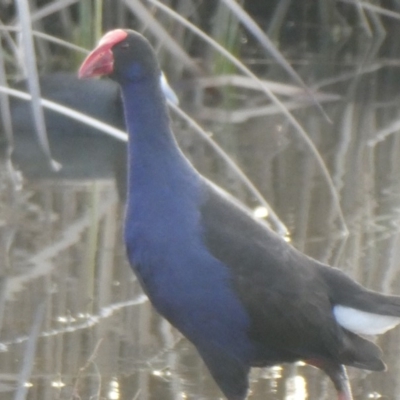 Porphyrio melanotus (Australasian Swamphen) at Budjan Galindji (Franklin Grassland) Reserve - 27 Jul 2019 by GeoffRobertson