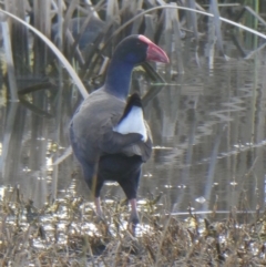 Porphyrio melanotus at Franklin, ACT - 27 Jul 2019 04:14 PM