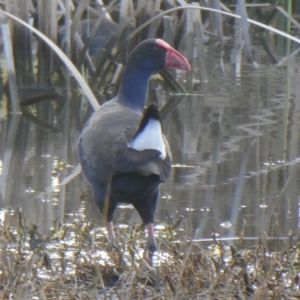 Porphyrio melanotus at Franklin, ACT - 27 Jul 2019 04:14 PM