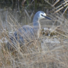 Egretta novaehollandiae (White-faced Heron) at Budjan Galindji (Franklin Grassland) Reserve - 27 Jul 2019 by GeoffRobertson